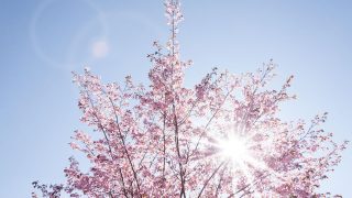 日本动漫剧照，少女在樱花树下仰望天空，粉色花瓣飘落，画面清新唯美，适合日本动漫在线免费观看
